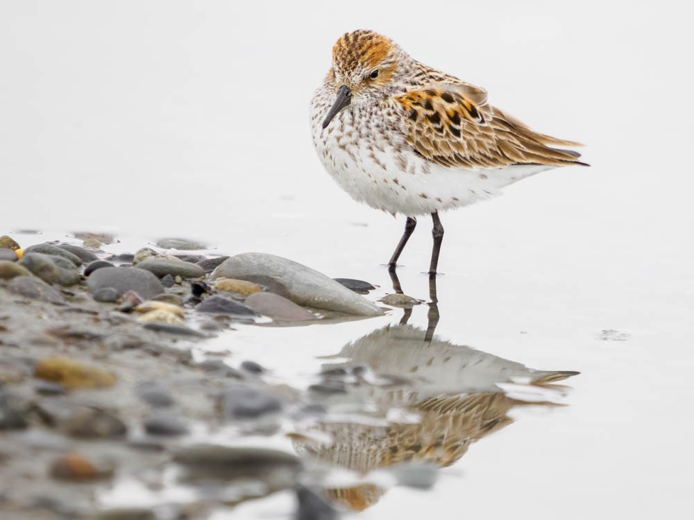 Western Sandpiper - ML567149141