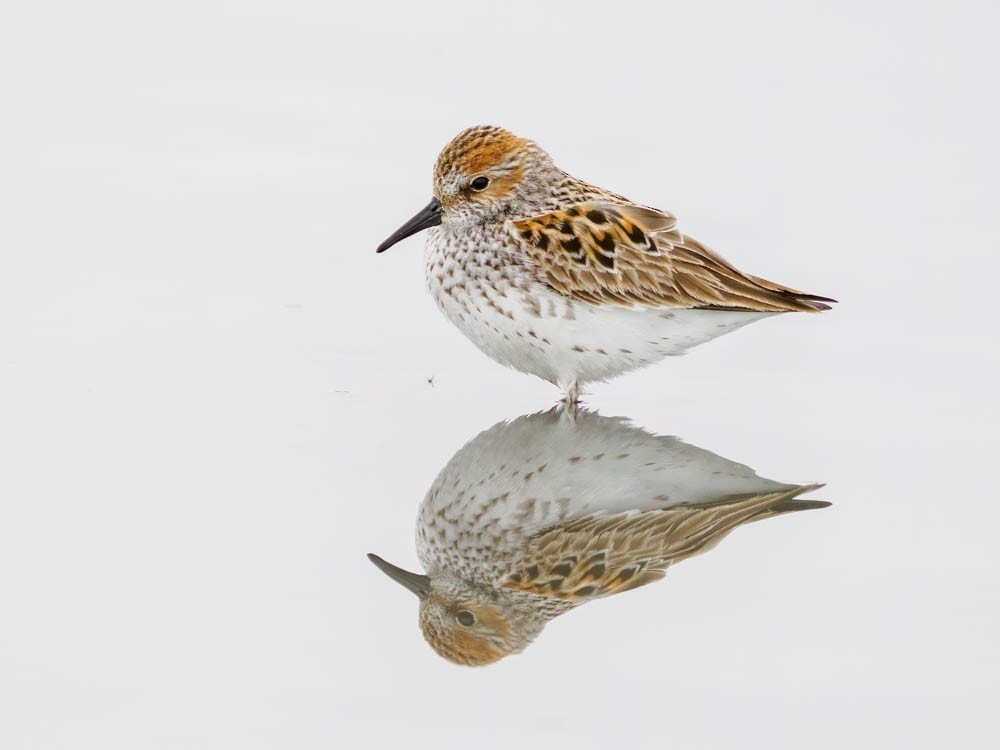 Western Sandpiper - ML567149161