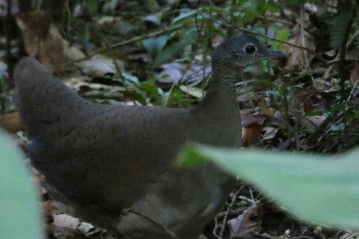 Great Tinamou - ML567149561