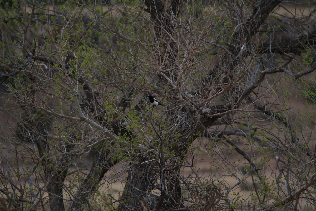 Black-billed Magpie - ML567151651