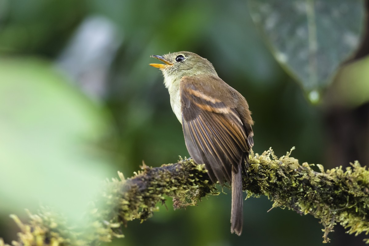 Roraiman Flycatcher - Stefan Hirsch