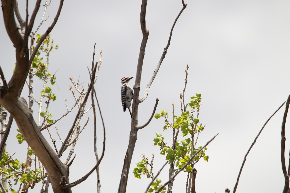 Ladder-backed Woodpecker - ML567152691