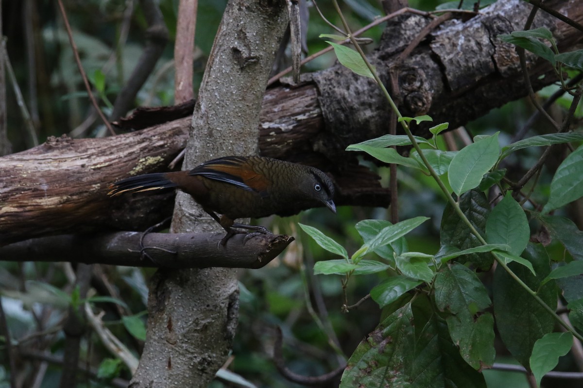 Blue-winged Laughingthrush - ML567152991