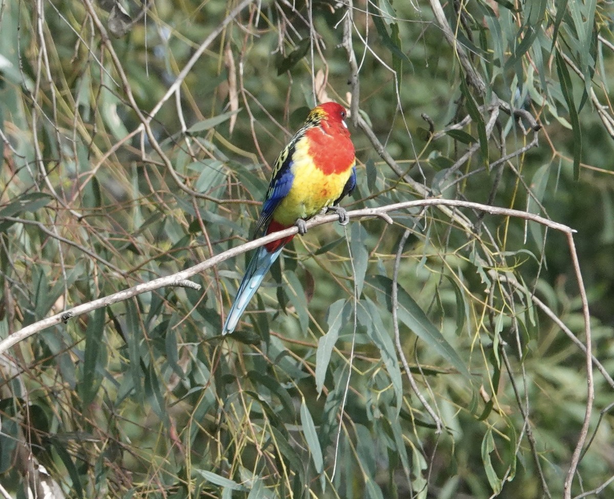 Eastern Rosella - ML567154261