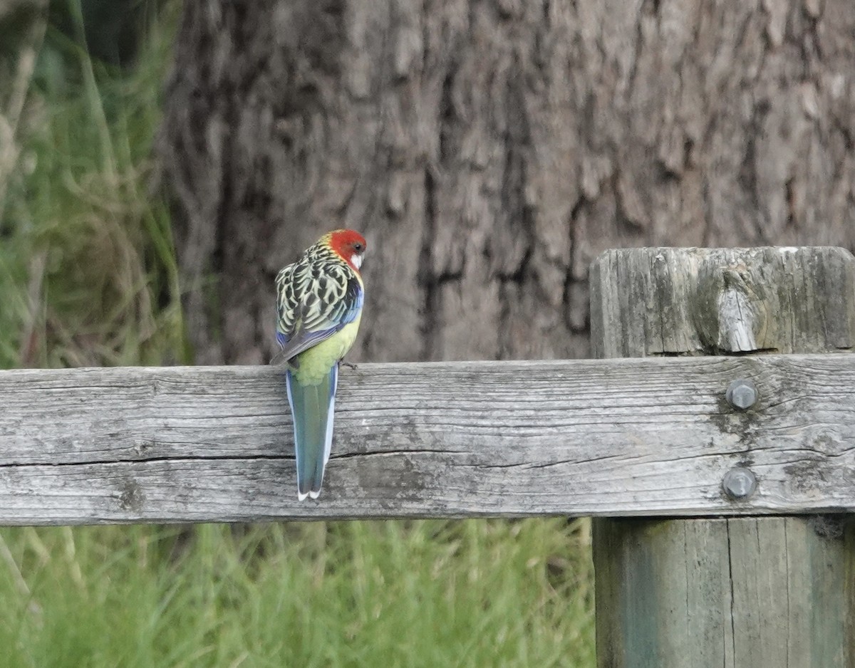 Eastern Rosella - ML567154271