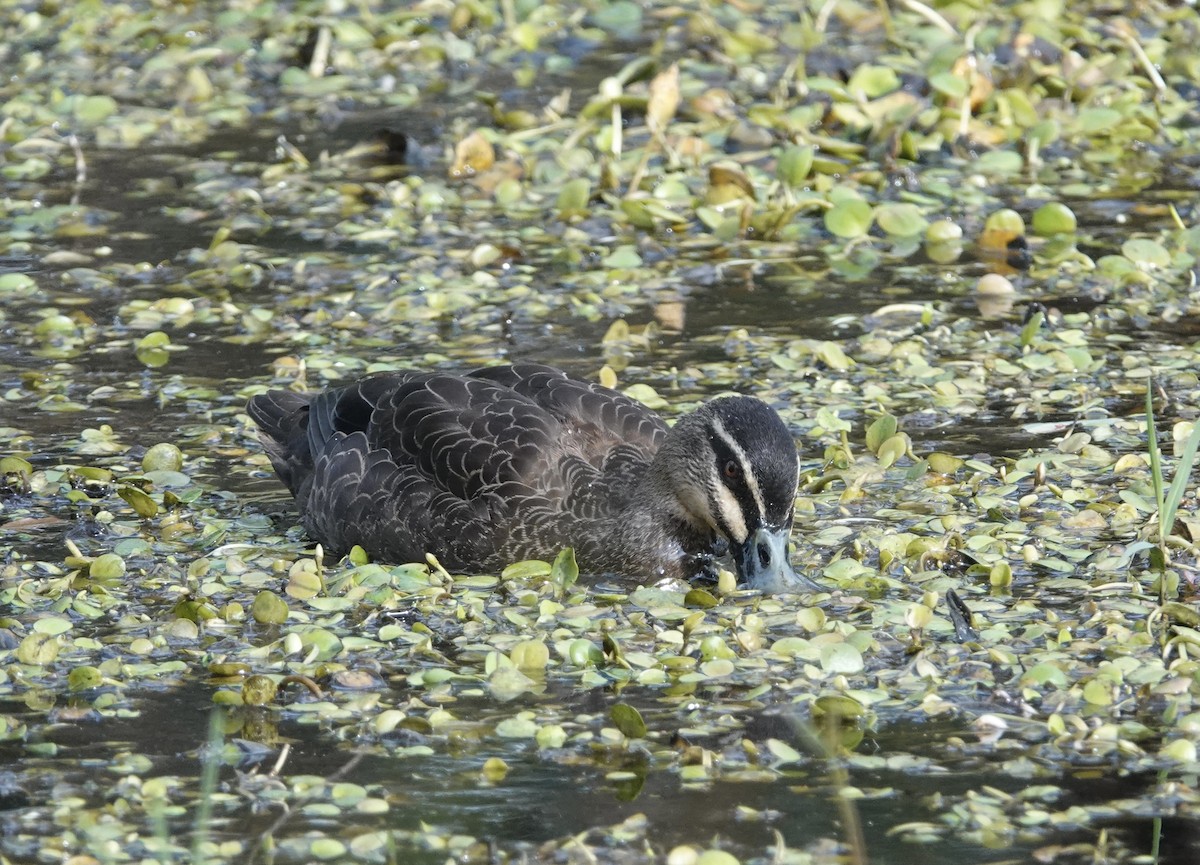 Pacific Black Duck - ML567154331