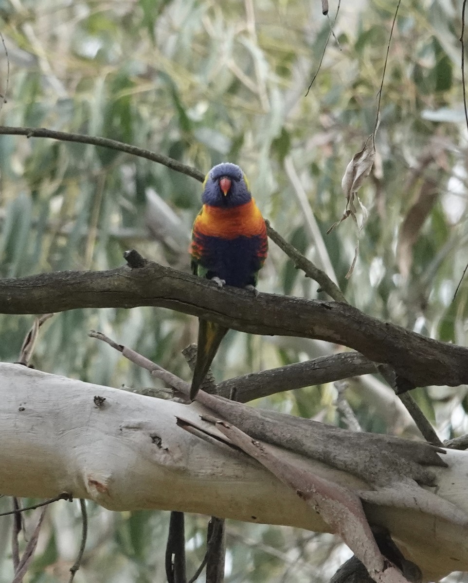 Rainbow Lorikeet - ML567154431