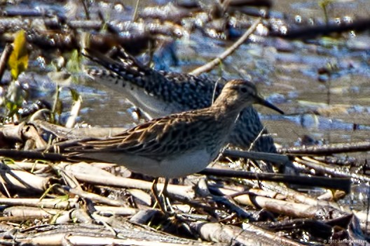 Pectoral Sandpiper - ML56715461