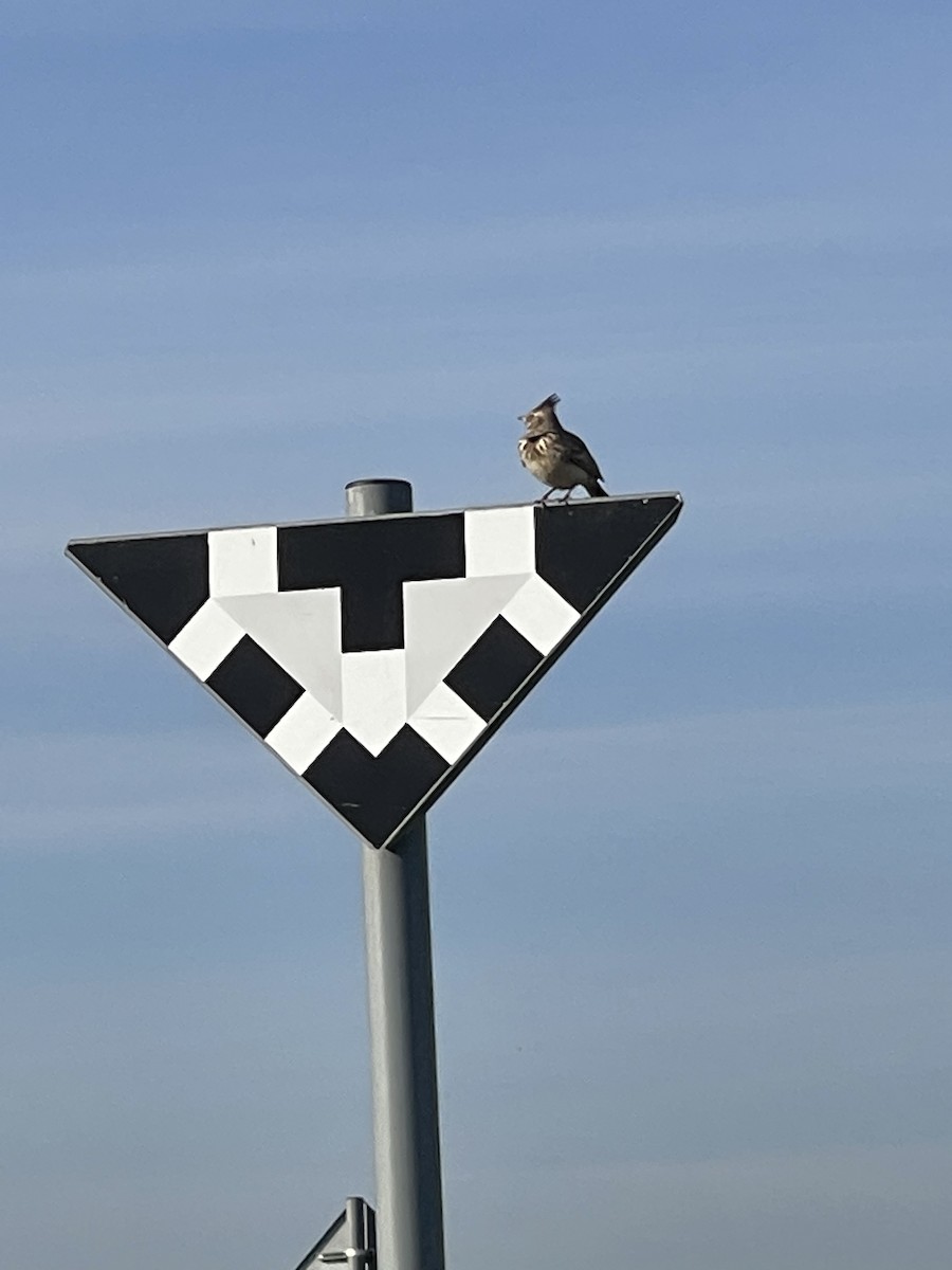 Crested Lark - ML567154691