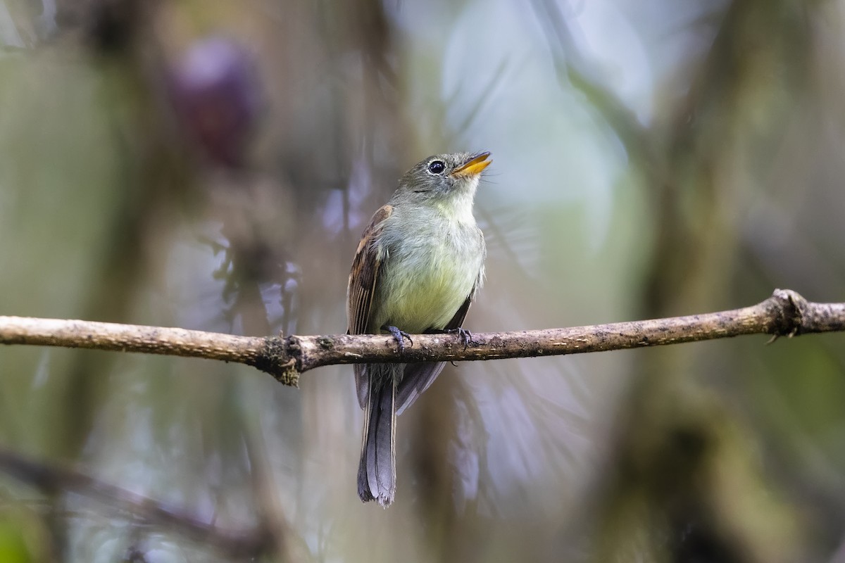 Roraiman Flycatcher - Stefan Hirsch