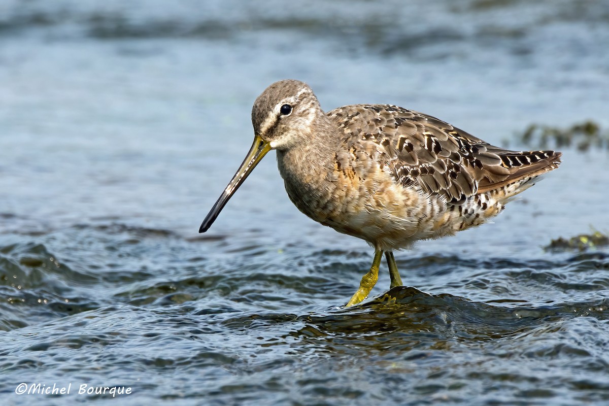 Long-billed Dowitcher - Michel Bourque