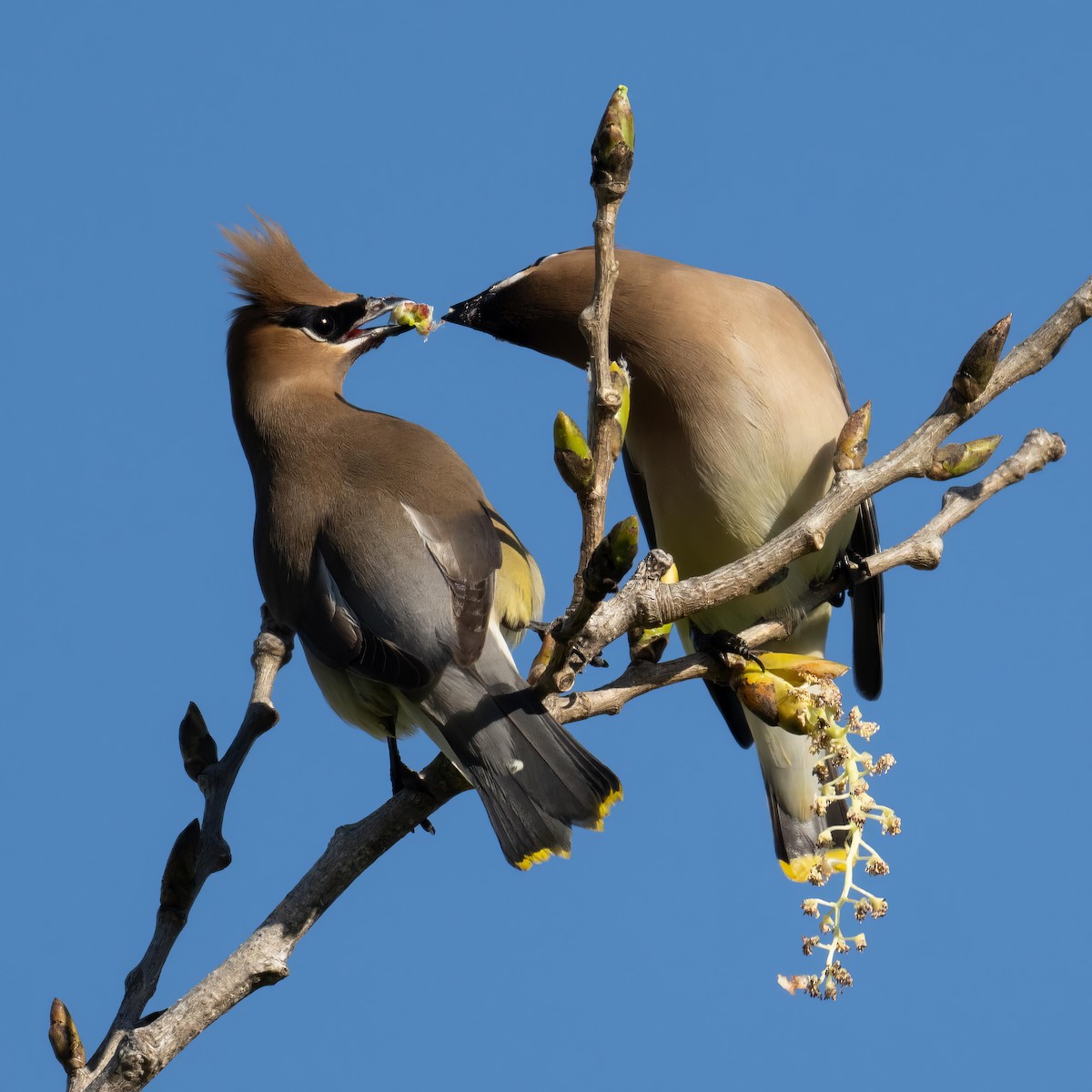 Cedar Waxwing - ML567156051