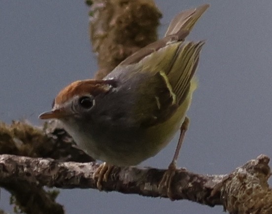 Chestnut-crowned Warbler - ML567156301