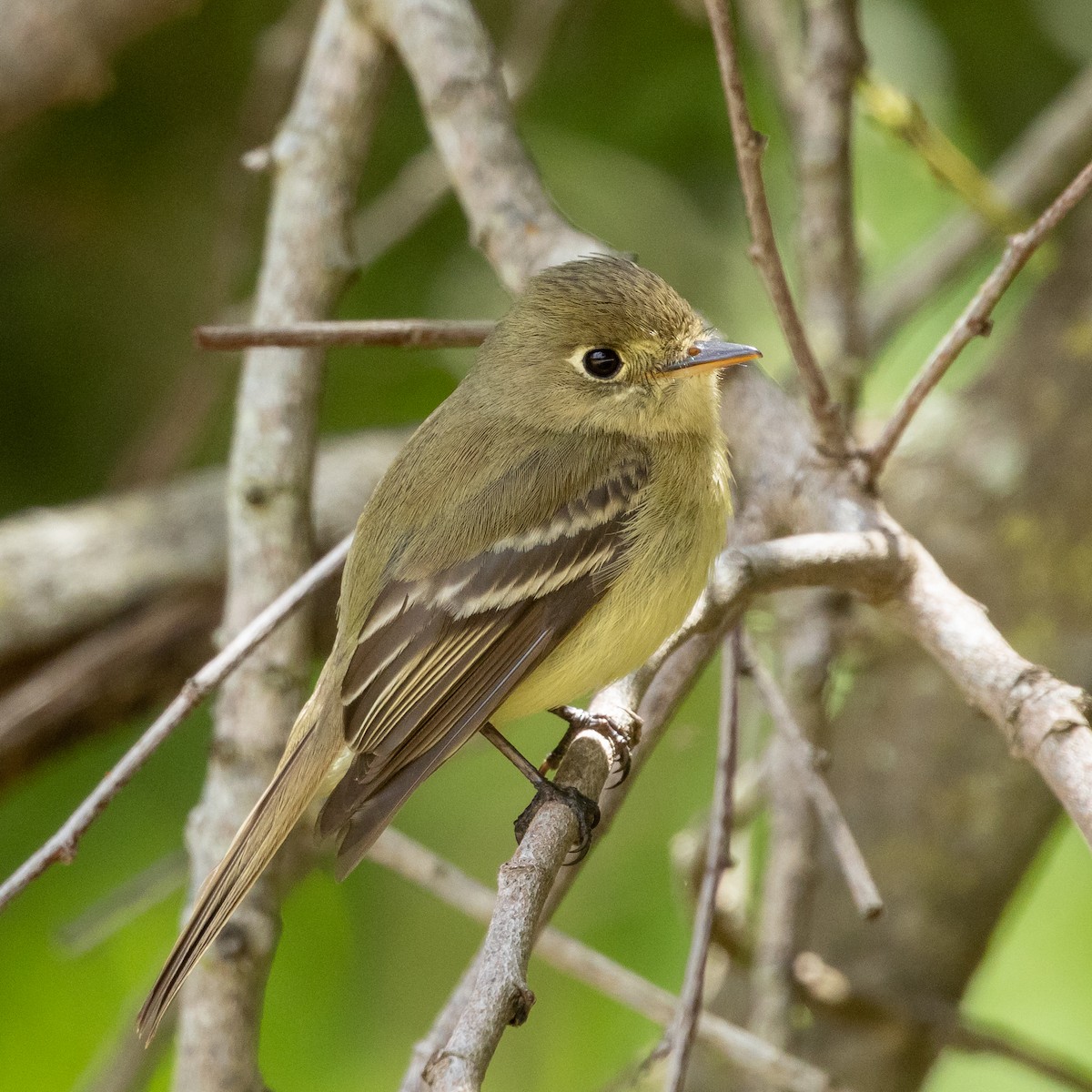 Western Flycatcher (Pacific-slope) - Greg O’Brien