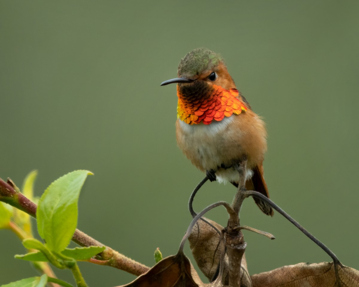 hummingbird sp. - ML567156561