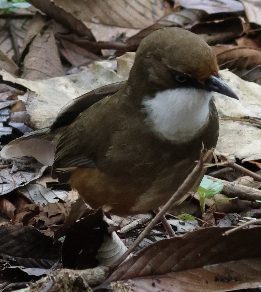 White-throated Laughingthrush - ML567156611