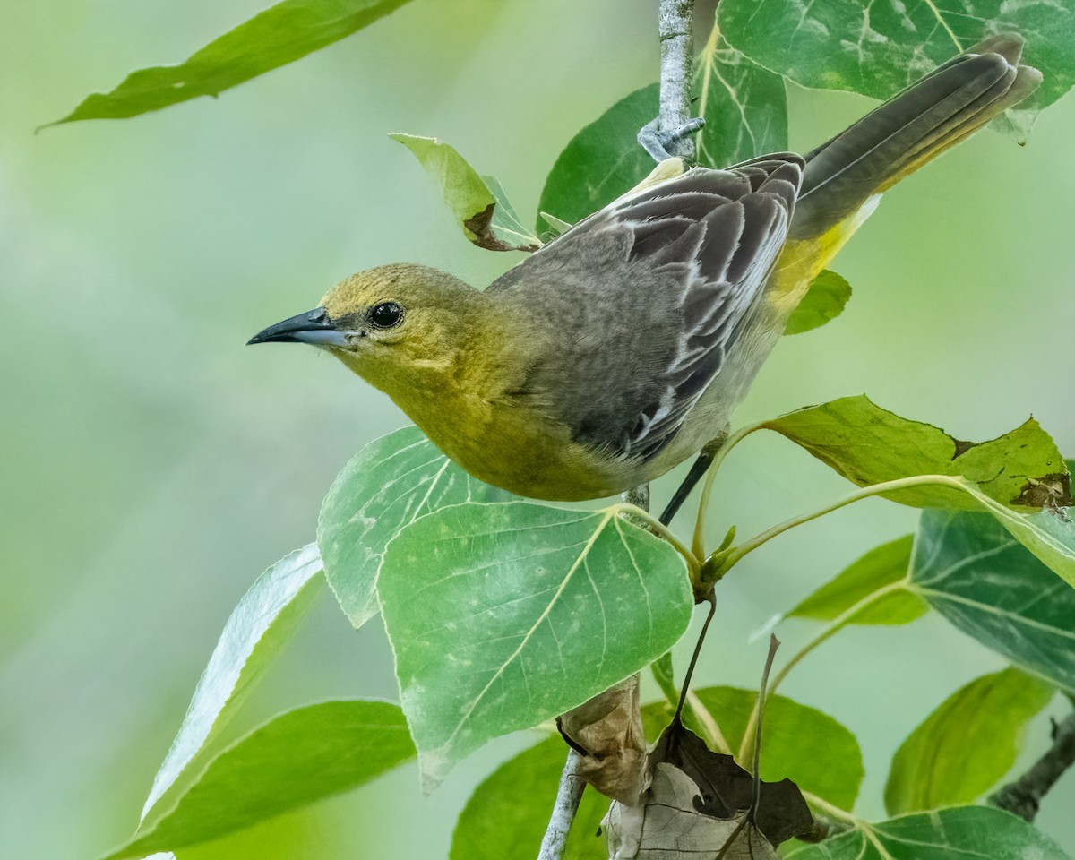 Hooded Oriole - ML567156961