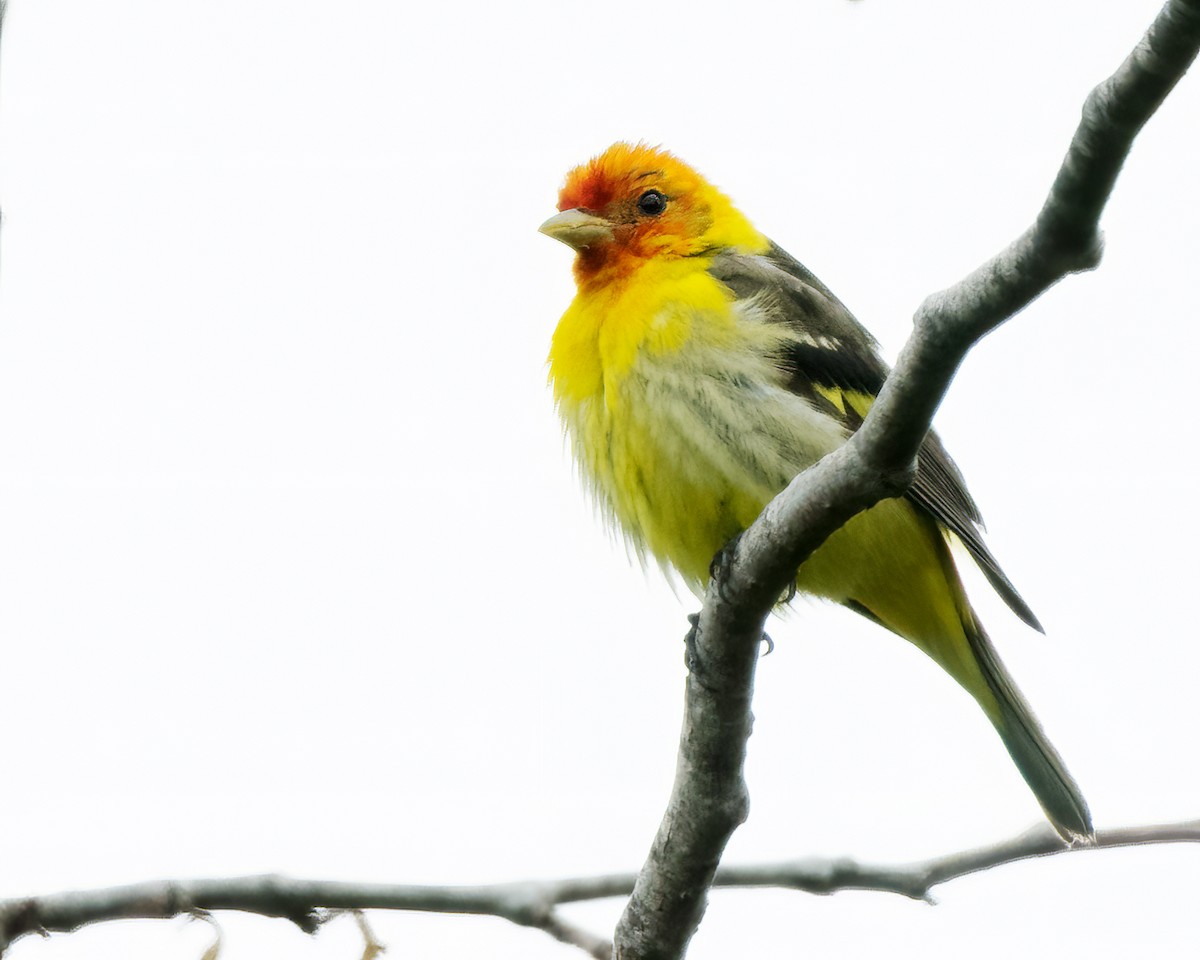 Western Tanager - ML567157151