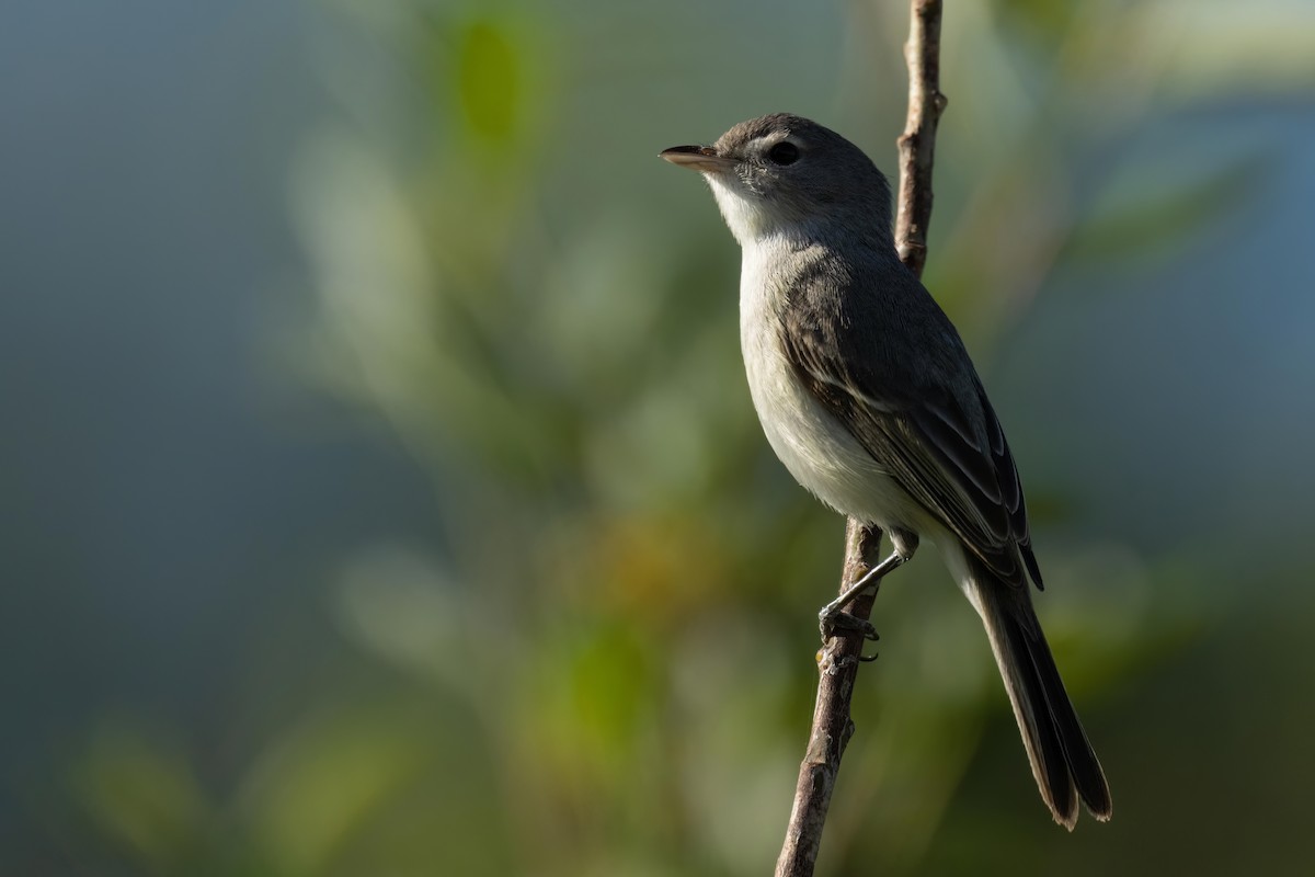 Bell's Vireo - Sean Crockett