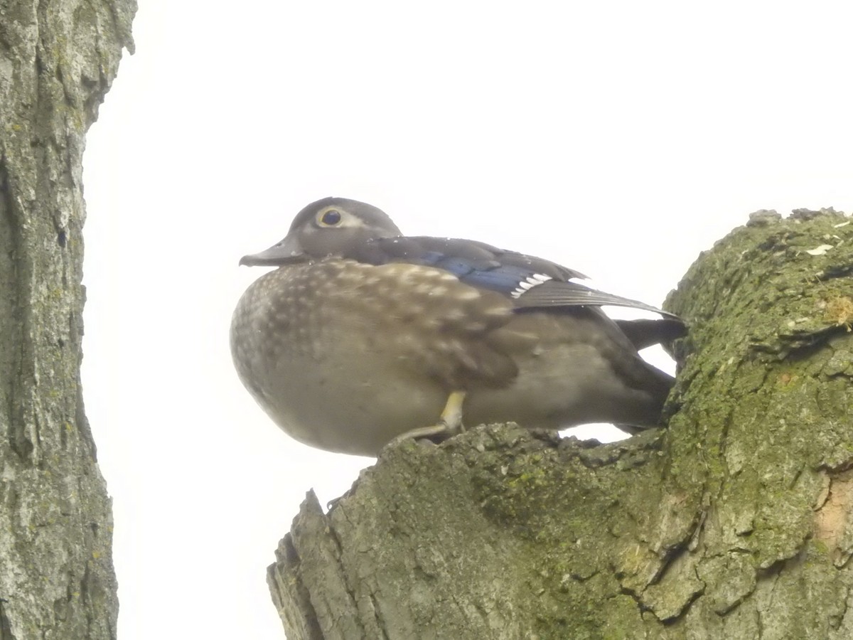 Wood Duck - ML567159951