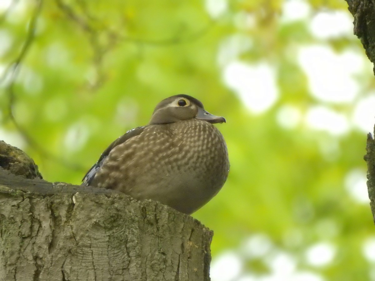 Wood Duck - ML567160011