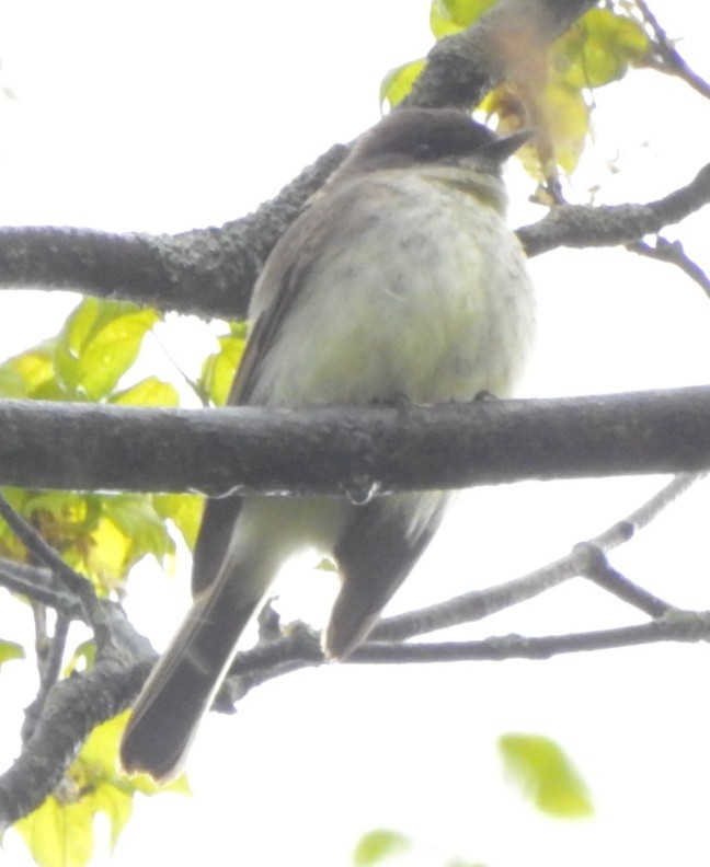 Eastern Phoebe - ML567160331