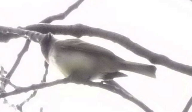 Eastern Phoebe - ML567160371