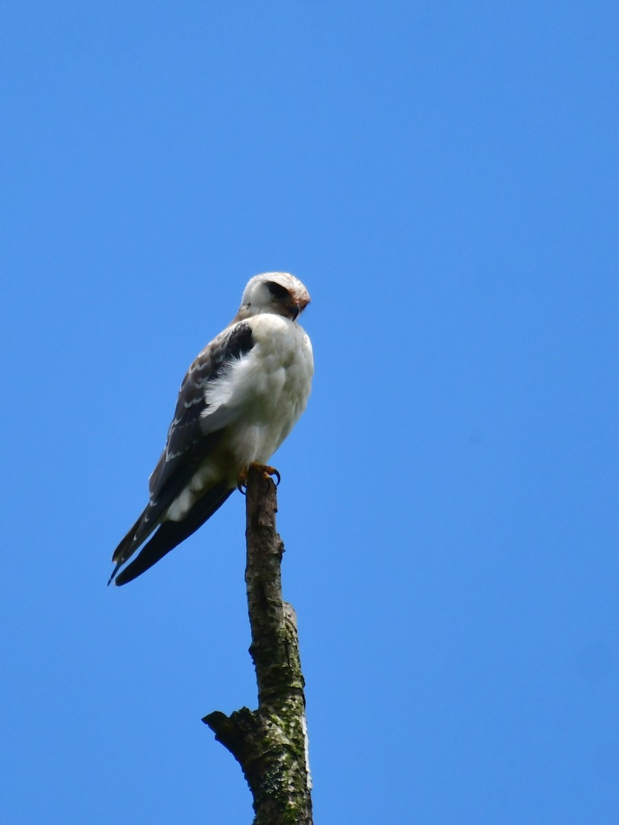 Black-winged Kite - ML567160921