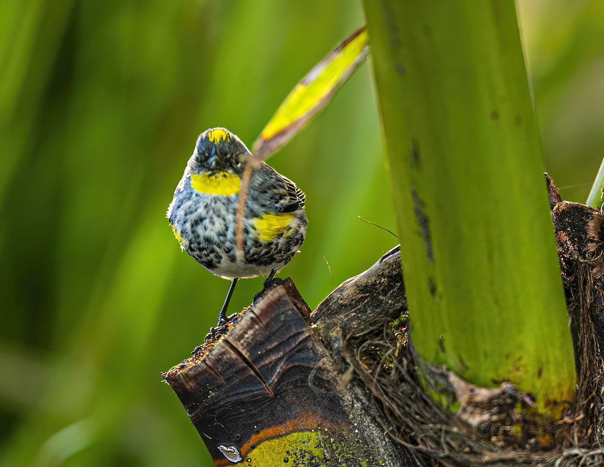 Yellow-rumped Warbler - ML567161181