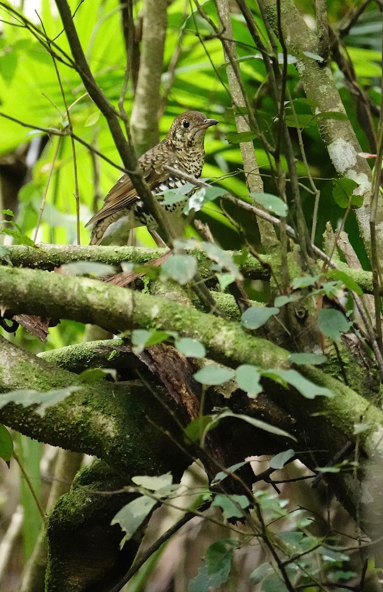 Bassian Thrush - ML567163301