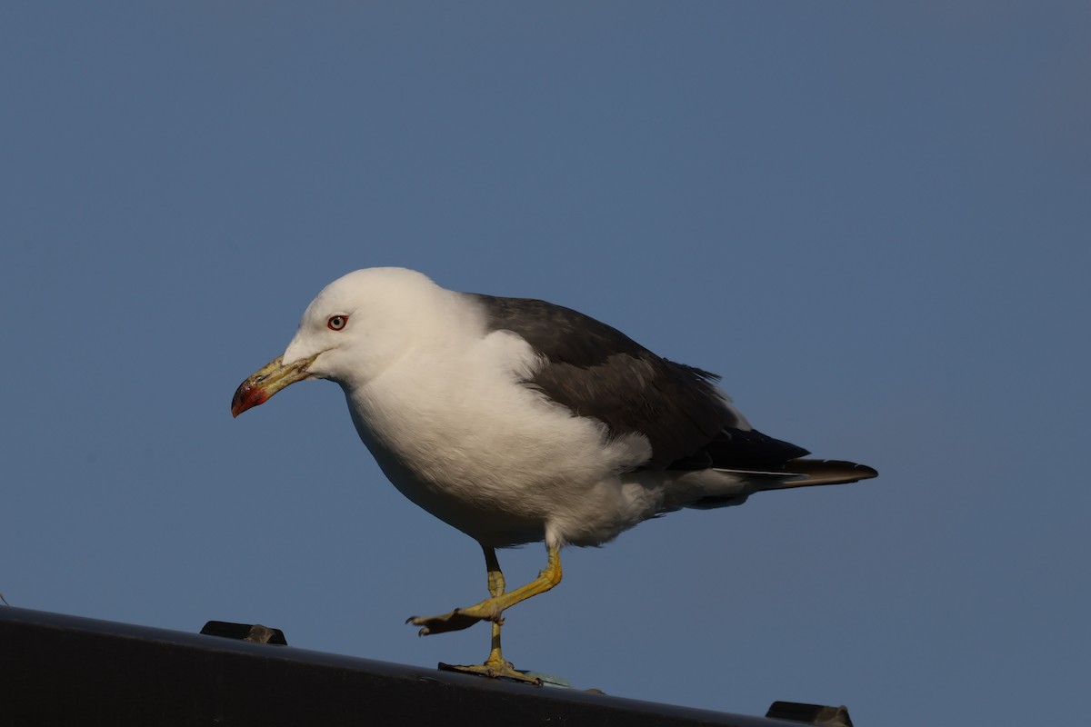 Black-tailed Gull - ML567163431