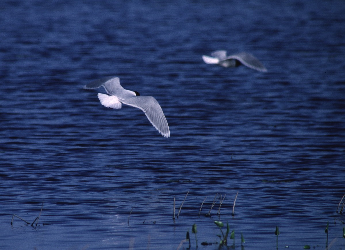 Little Gull - ML567164051