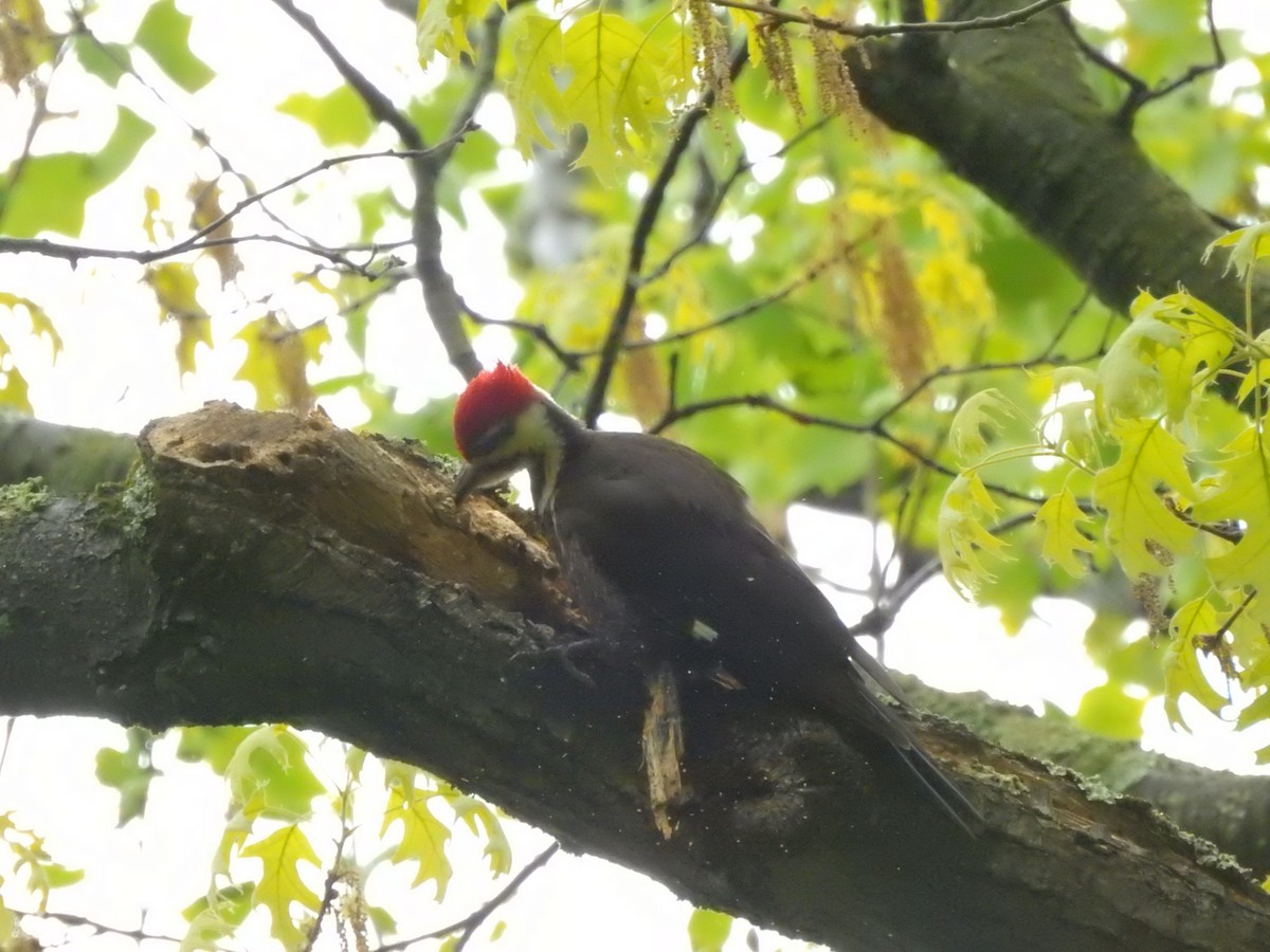 Pileated Woodpecker - ML567164401