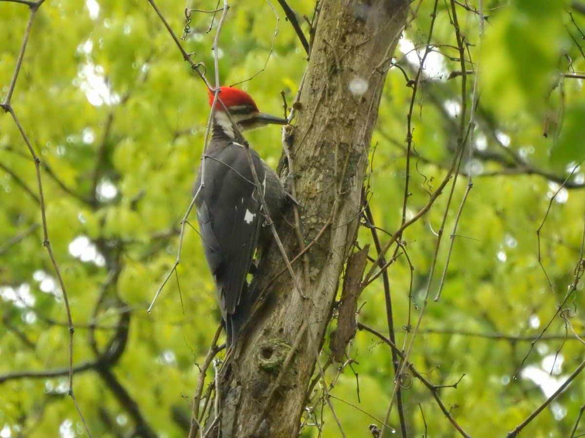 Pileated Woodpecker - ML567164411