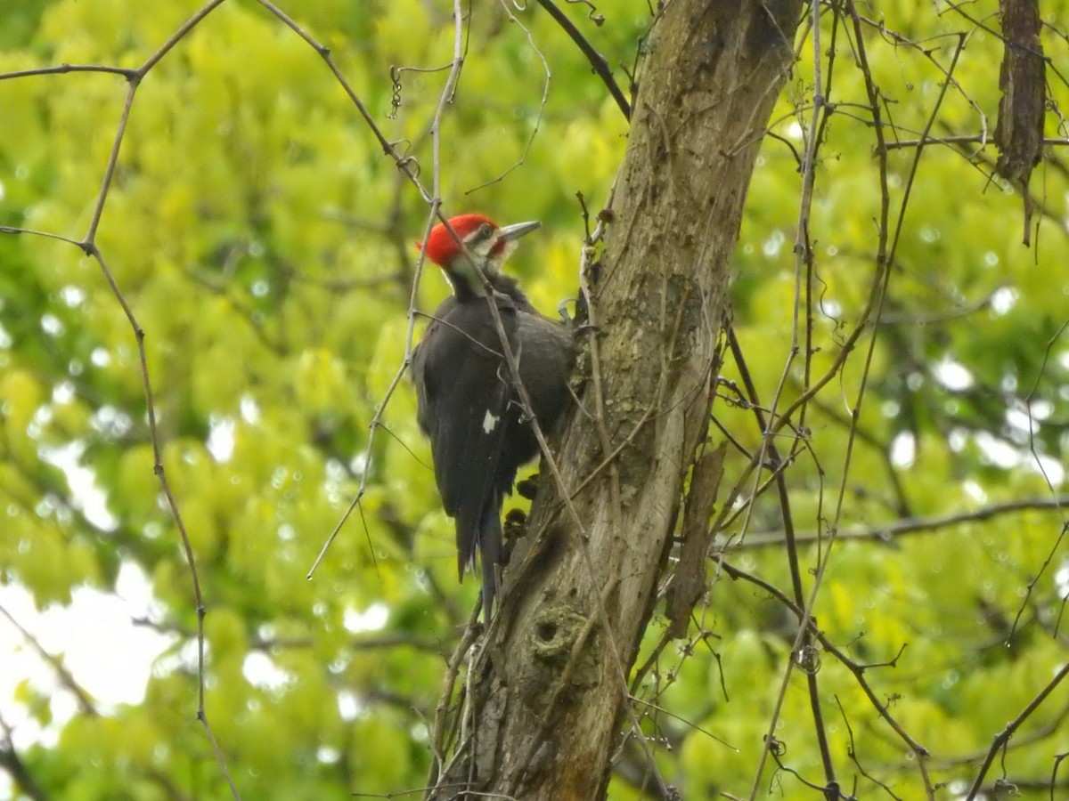 Pileated Woodpecker - ML567164421