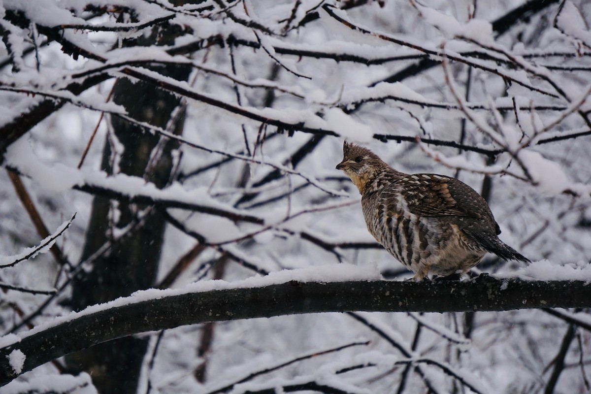 Ruffed Grouse - ML567164441