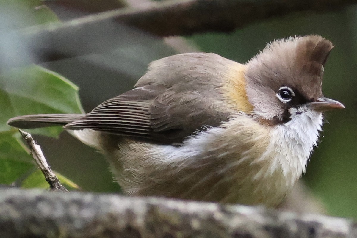 Whiskered Yuhina - ML567165201