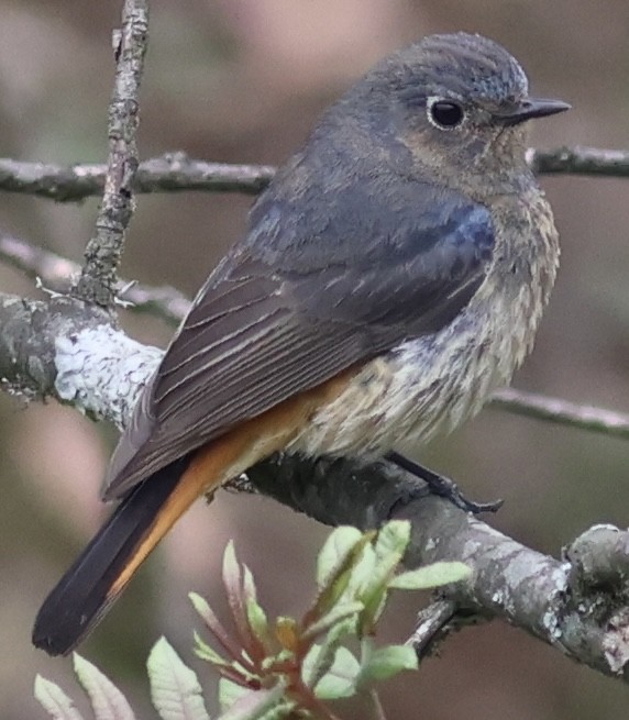 Blue-fronted Redstart - ML567165271