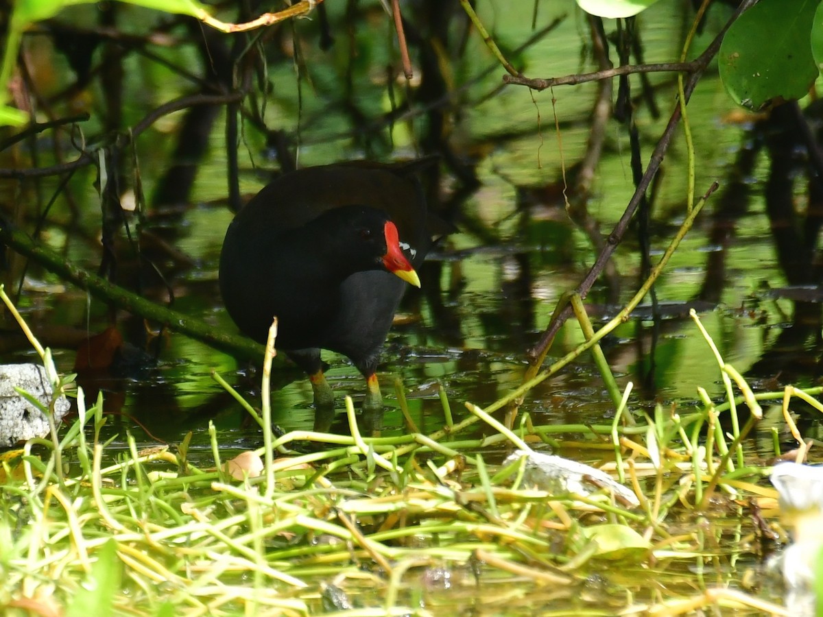 Gallinule poule-d'eau - ML567165531