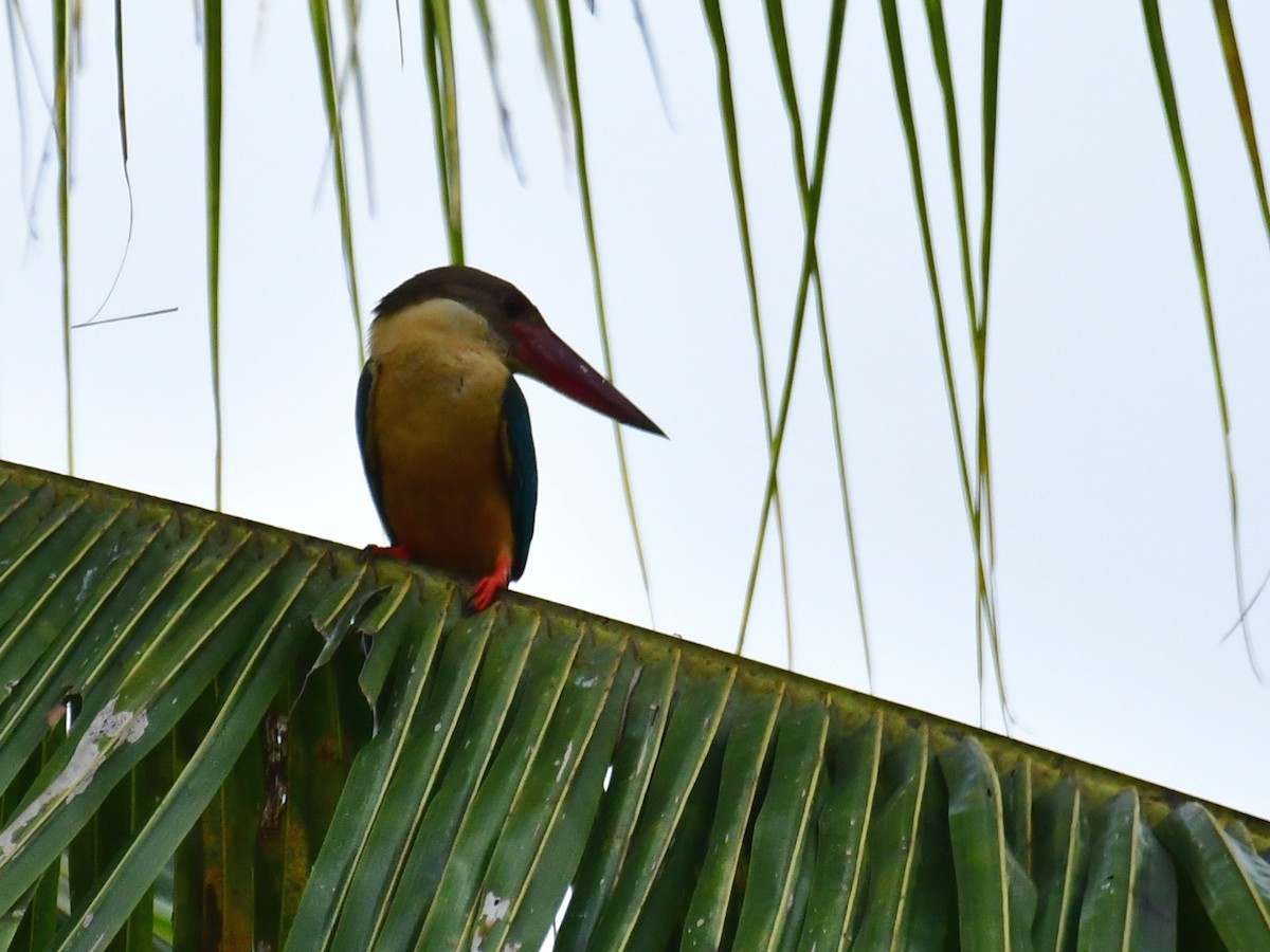 Stork-billed Kingfisher - ML567165711