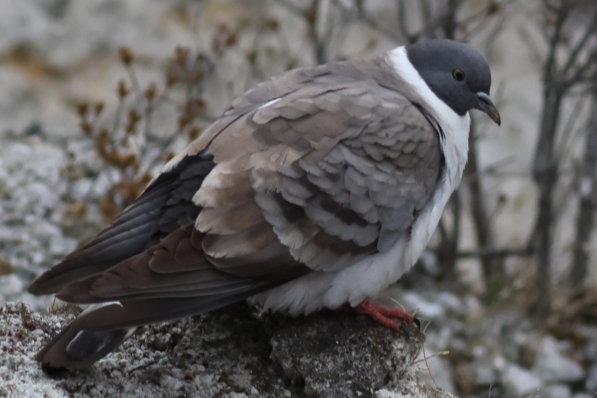 Snow Pigeon - ML567166341