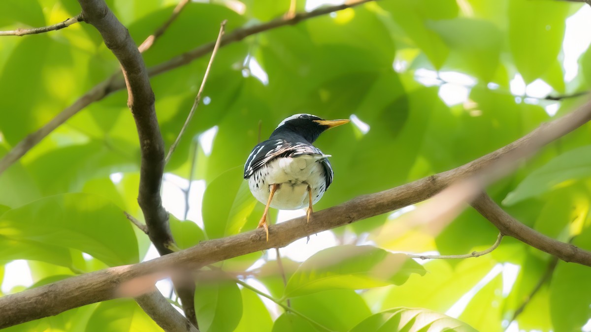 Pied Thrush - ML567166671