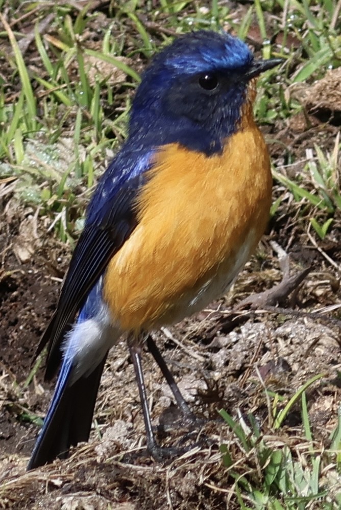Rufous-bellied Niltava - ML567166691