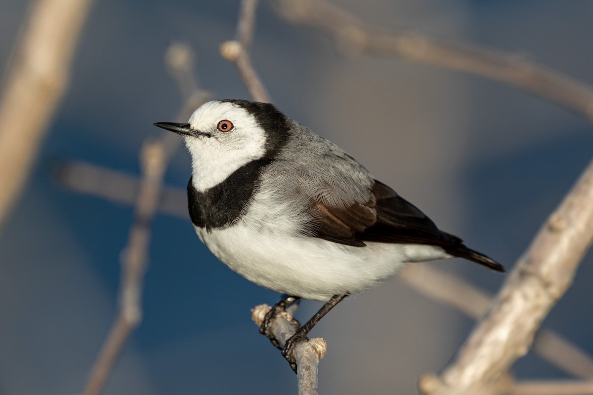 White-fronted Chat - ML567166971