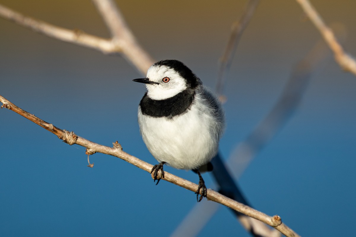 White-fronted Chat - ML567166981