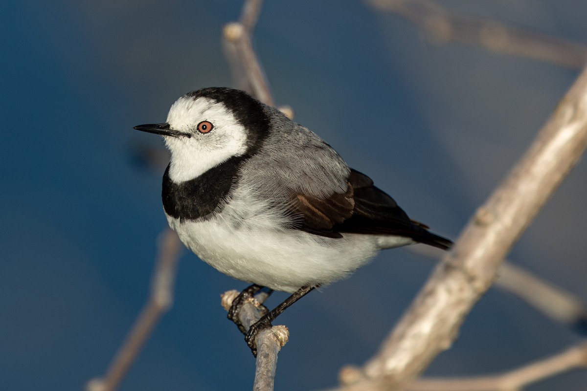 White-fronted Chat - ML567166991