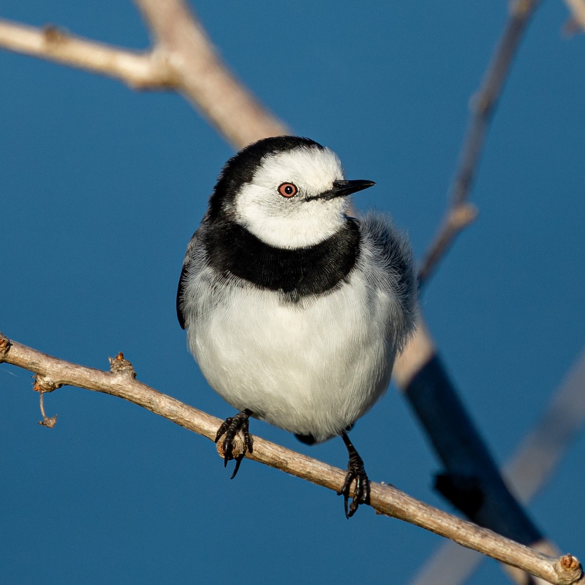 White-fronted Chat - ML567167001
