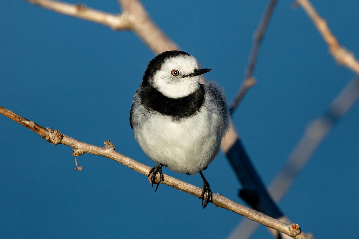 White-fronted Chat - ML567167011