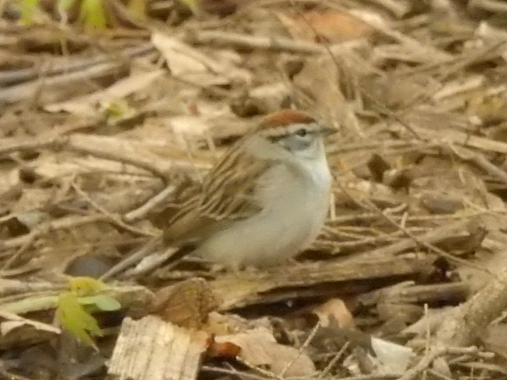 Chipping Sparrow - ML567167621