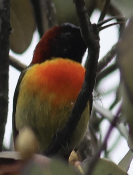 Fire-tailed Sunbird - ML567167701